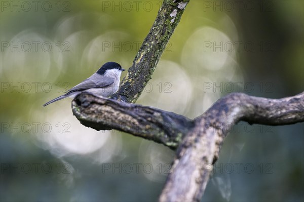 Marsh Tit