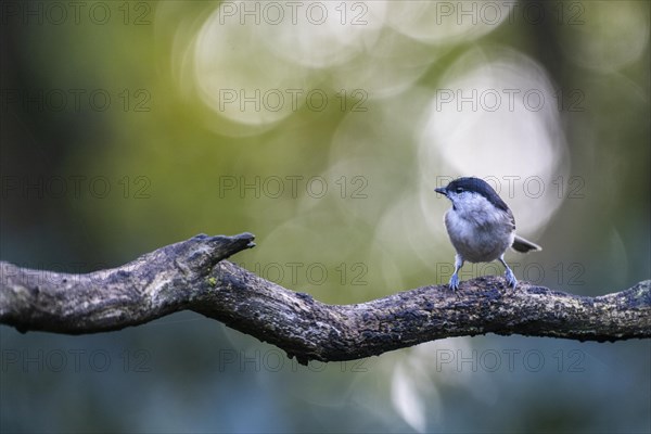 Marsh Tit