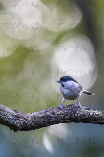 Marsh Tit