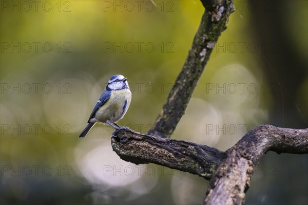 Blue Tit