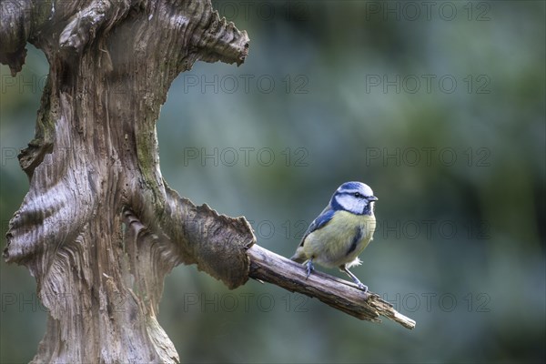 Blue Tit