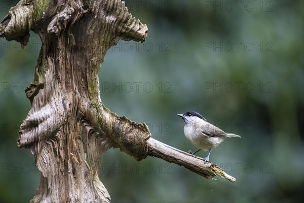 Marsh Tit