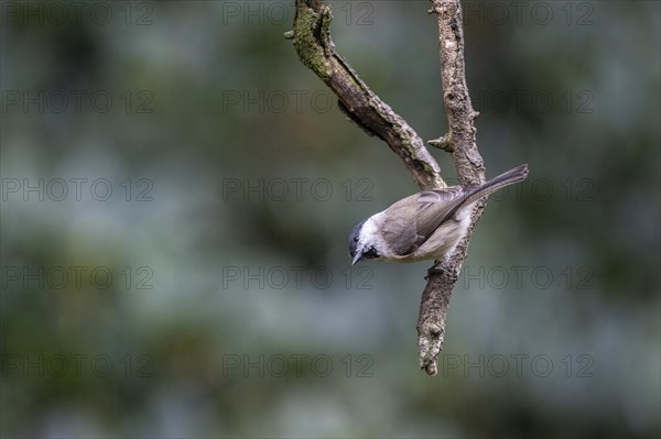 Marsh Tit