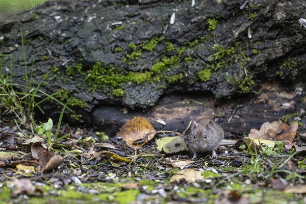 Bank vole