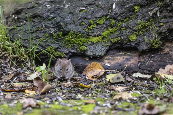 Bank vole