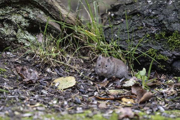 Bank vole