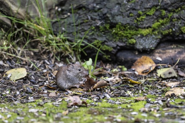 Bank vole