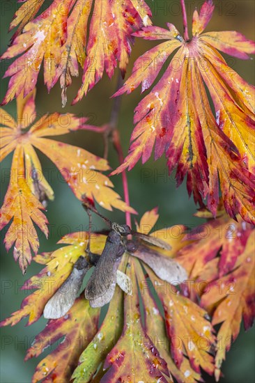 Fullmoon maple