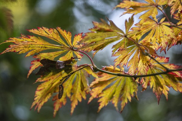 Fullmoon maple