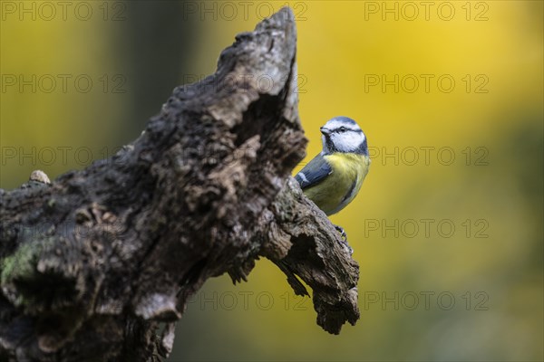 Blue Tit