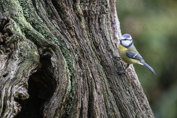 Blue Tit