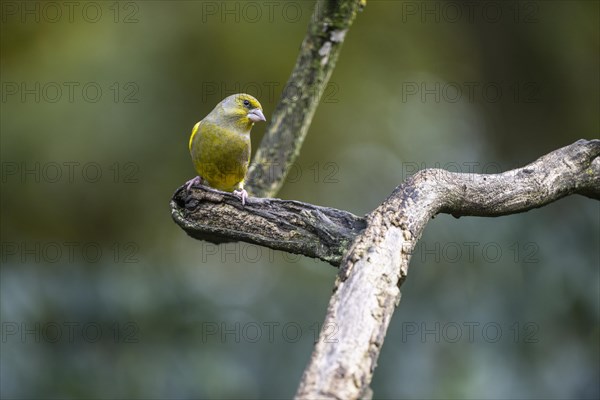 European greenfinch