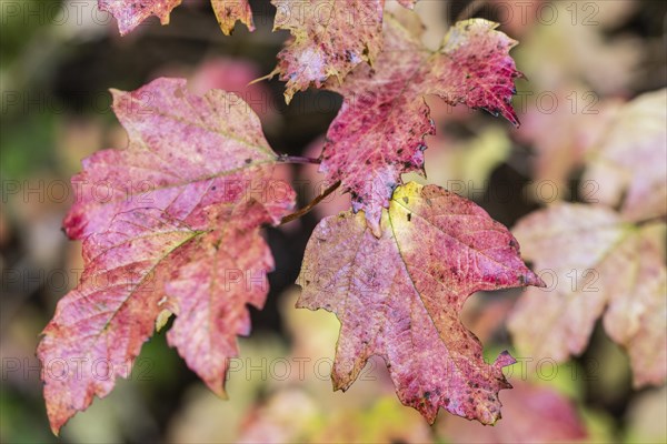 Guelder rose