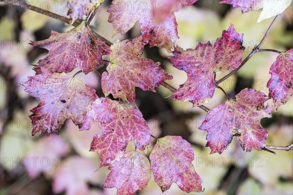 Guelder rose