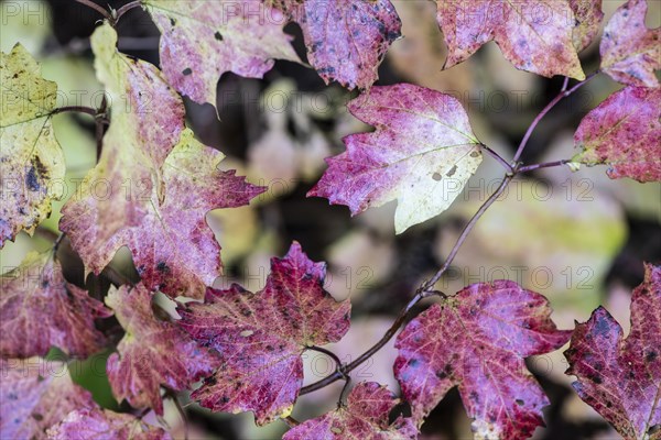 Guelder rose