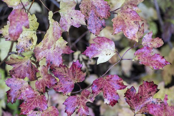 Guelder rose