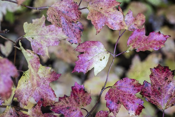 Guelder rose