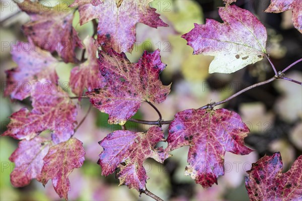 Guelder rose