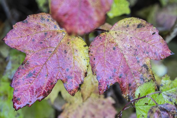 Guelder rose