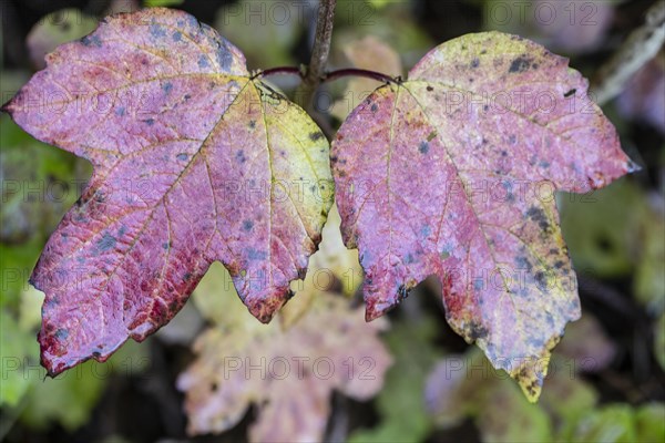 Guelder rose