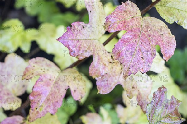 Guelder rose