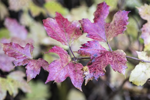 Guelder rose