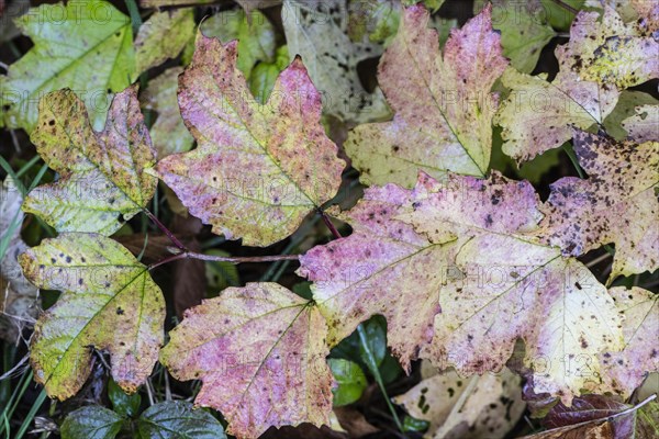 Guelder rose