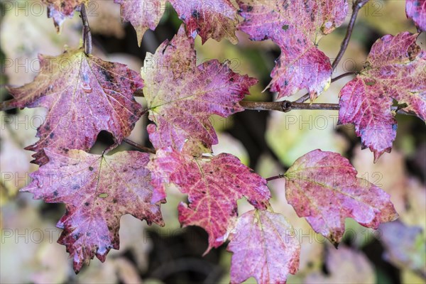 Guelder rose