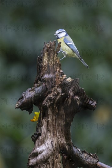 Blue Tit
