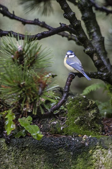 Blue Tit