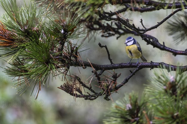 Blue Tit