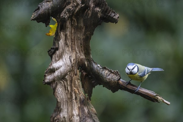 Blue Tit