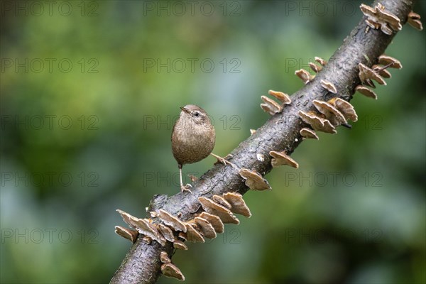 Eurasian wren