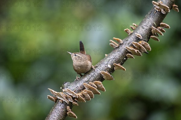 Eurasian wren