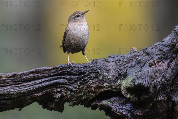 Eurasian wren