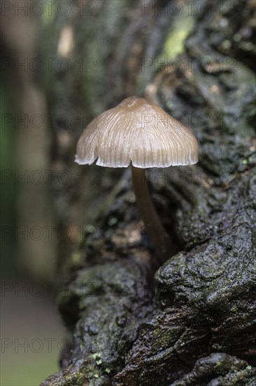 Bonnet