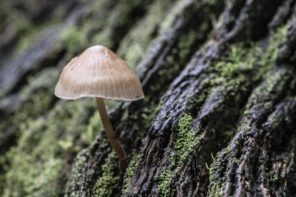 Bonnet