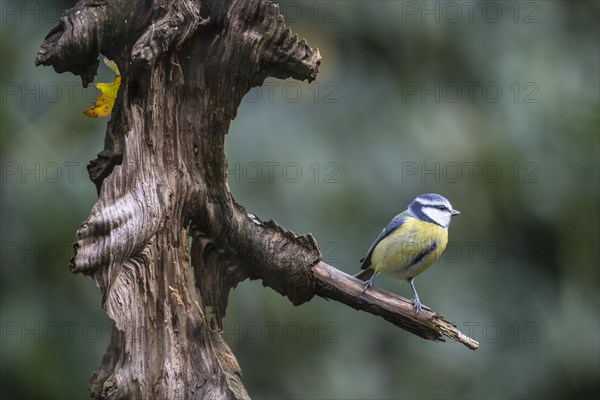 Blue Tit