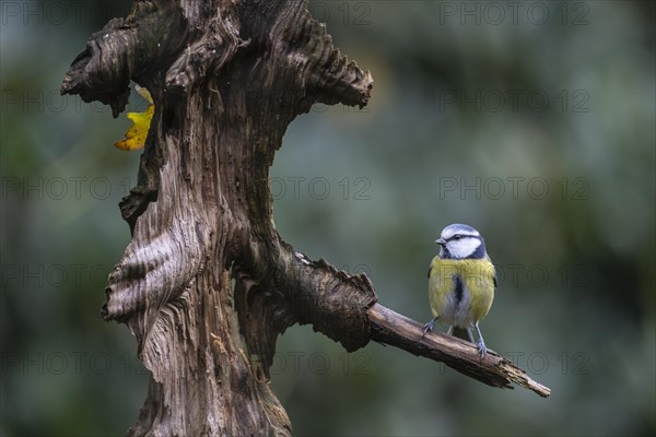 Blue Tit