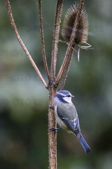 Blue Tit