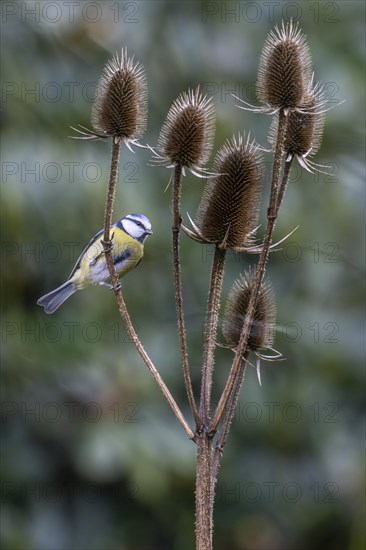 Blue Tit