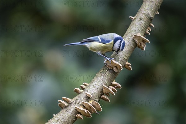 Blue Tit