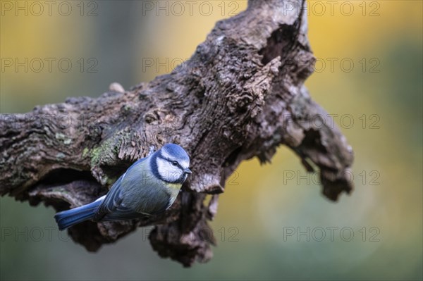 Blue Tit