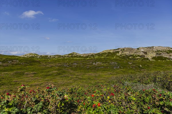 Heathland in the dunes of the North Sea island of Sylt