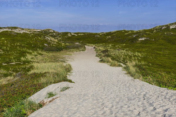 Path through the heath landscape in the dunes of the North Sea island of Sylt