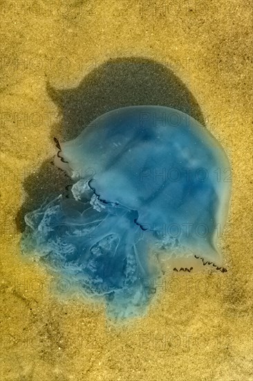 Blue jellyfish