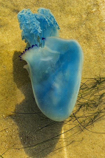 Blue jellyfish