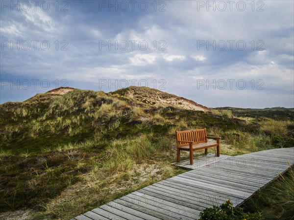 Bench in the dunes of the heath landscape