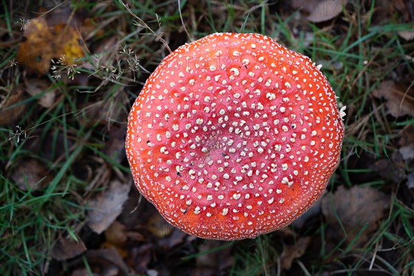 Fly agaric