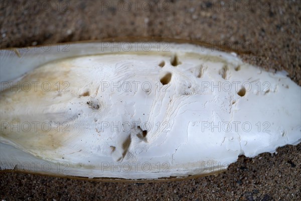 Common cuttlefish